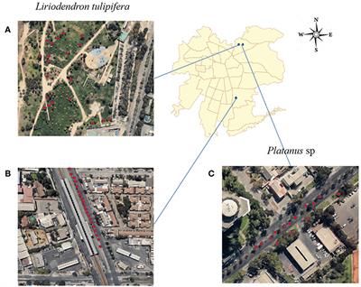 Assessment of Anthropogenic Volatile Organic Compounds in Leaves of Two Urban Tree Species in Santiago de Chile